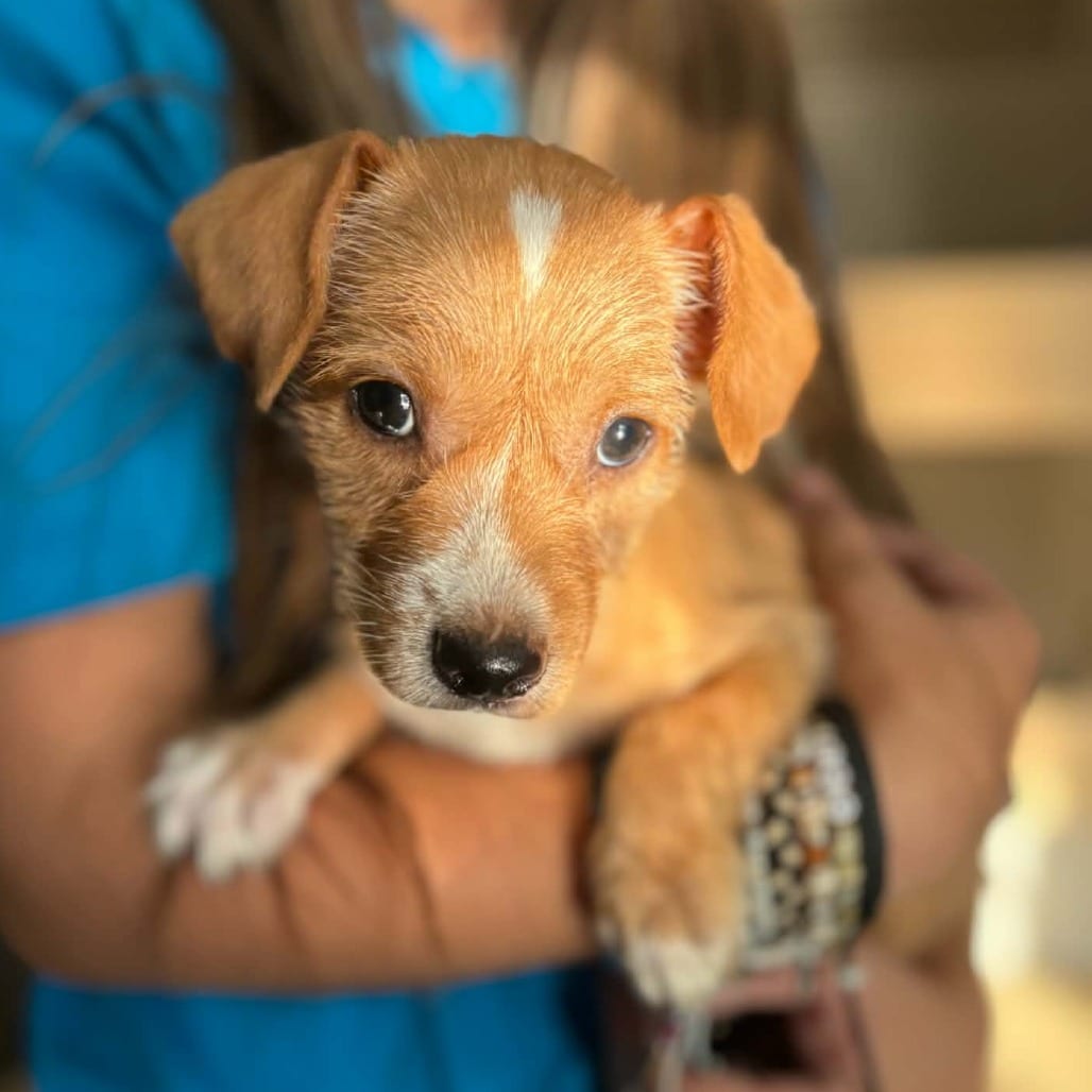 Photo of Kookie - Chino Hills Location, adoptable Terrier / Mix