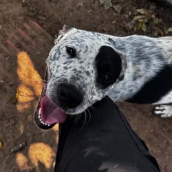Photo of Canoe, adoptable Australian Cattle Dog American Pit Bull Terrier in Stephenville, Texas
