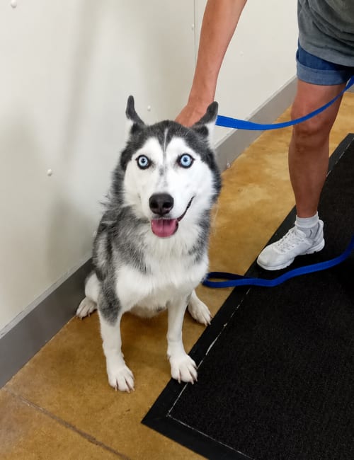 Photo of Sybil, adoptable Siberian Husky in AUSTIN, Minnesota