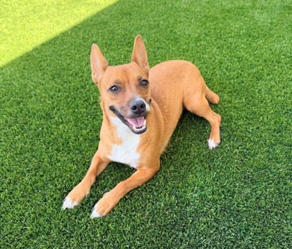 Photo of Nala, adoptable Terrier/Mix in Bakersfield, California