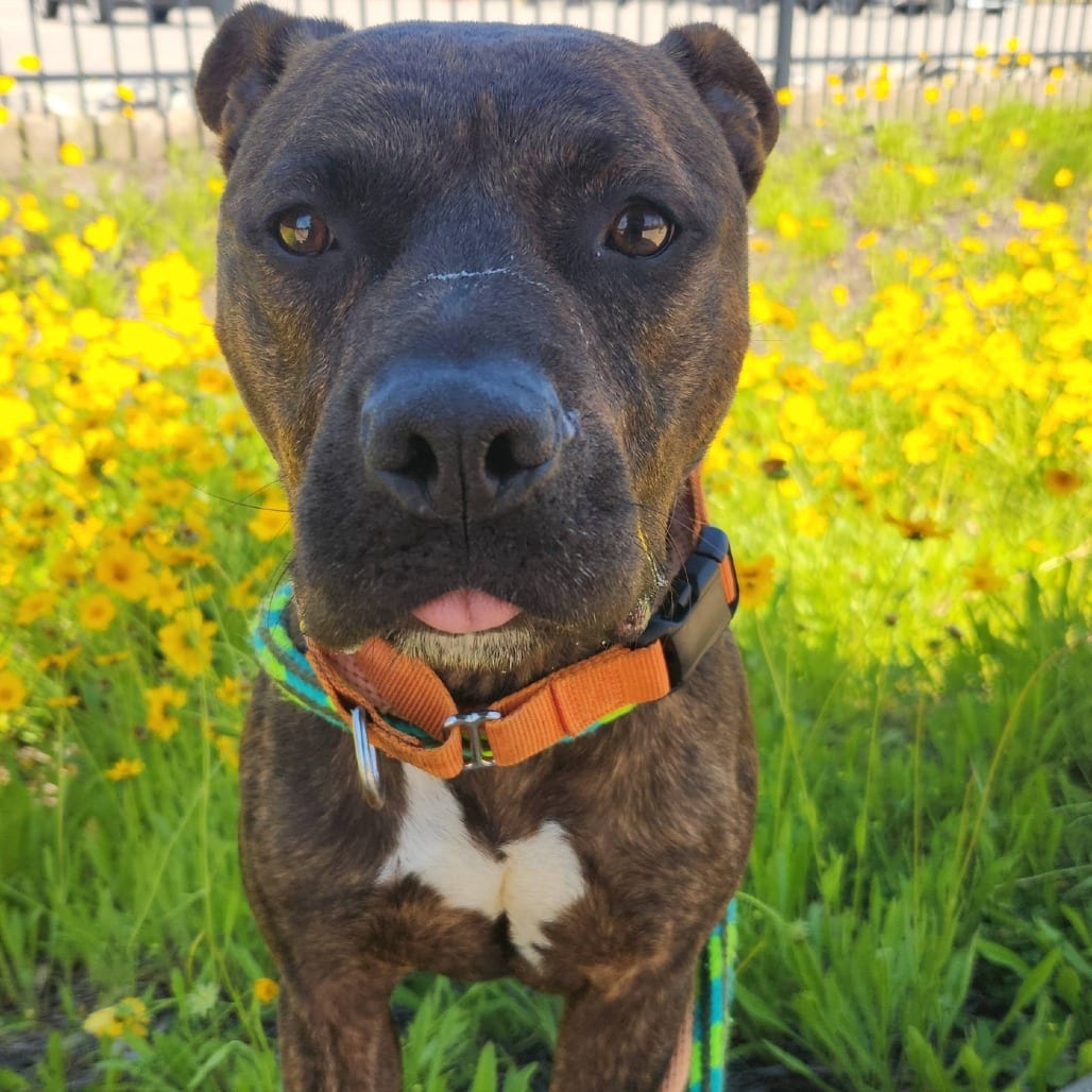 Photo of Mathers, adoptable Mixed Breed (Medium) in St. Louis, Missouri