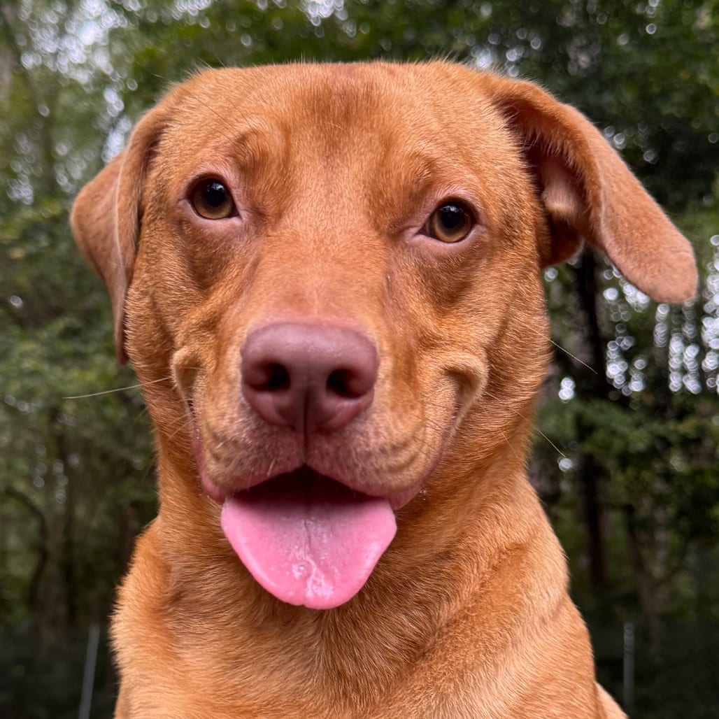 Photo of Hazy, adoptable Mixed Breed (Medium) in Decatur, Georgia