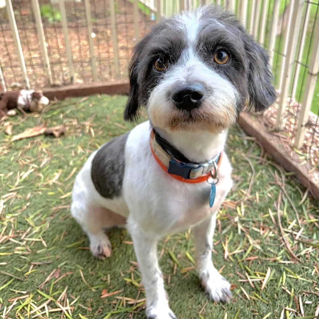 Photo of Mack-Chino Hills location, adoptable Poodle / Terrier