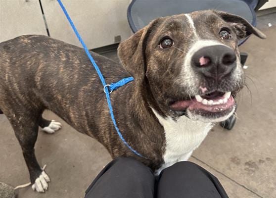 Photo of Eeria, adoptable Mixed Breed
