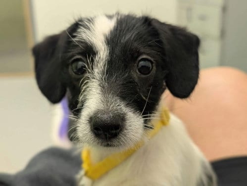 Photo of Bebe - "B" Litter, adoptable Terrier in Holly Springs, North Carolina
