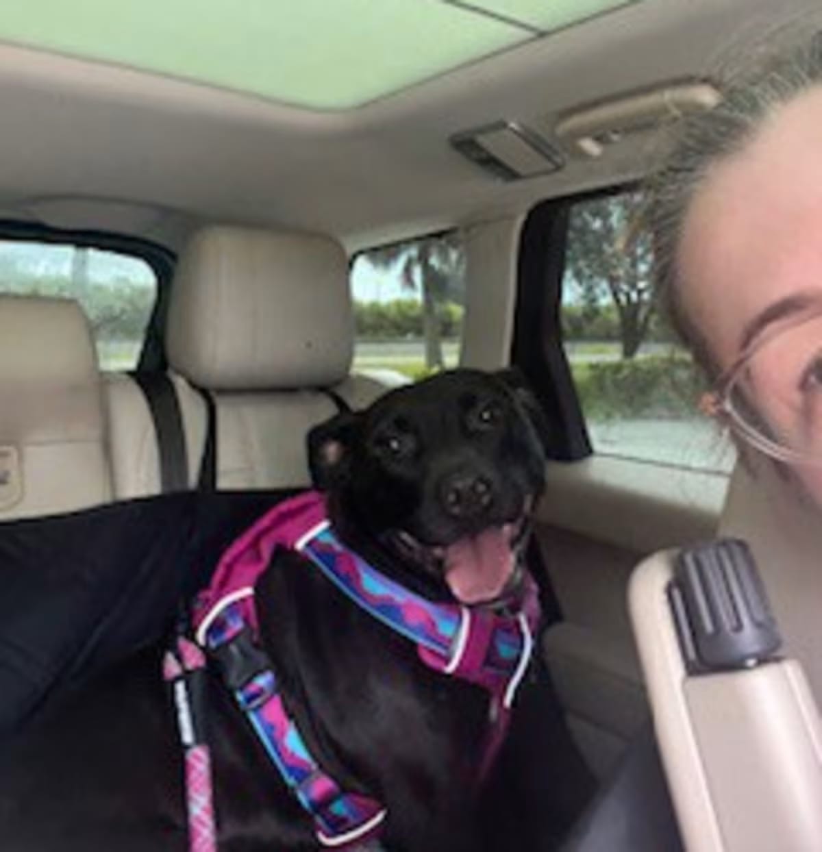 Photo of Mamacita, adoptable American Staffordshire Terrier/Border Collie in palm bay, Florida