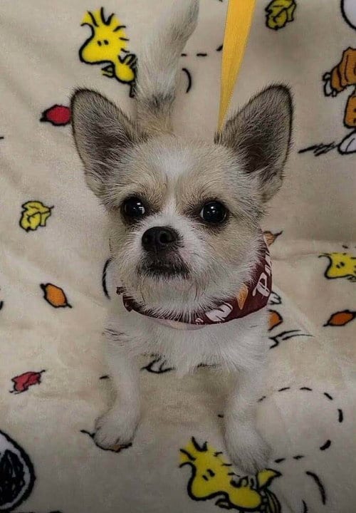 Photo of Oliver (AL), adoptable Shih Tzu in New York, New York