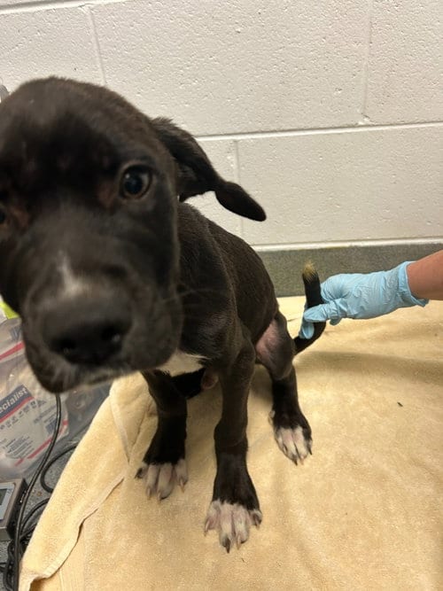 Photo of PR 54 Life is a Highway, adoptable Labrador Retriever in Glen Allen, Virginia