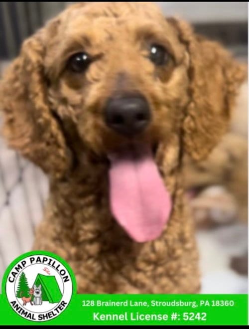 Photo of Keisha, adoptable Poodle (Miniature) in Stroudsburg, Pennsylvania