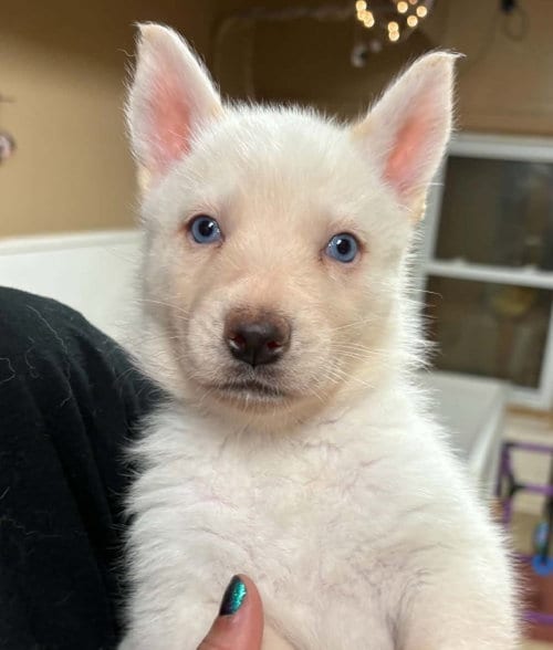 Photo of Lily, adoptable Siberian Husky in Matawan, New Jersey