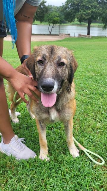 Photo of Honey, adoptable Anatolian Shepherd in Waco, Texas