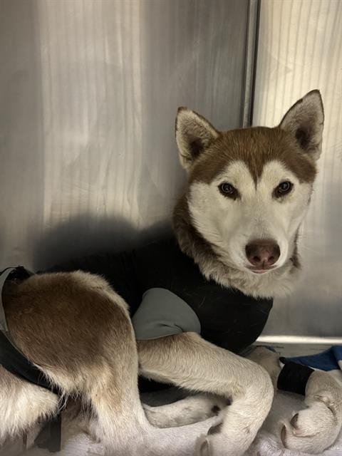 Photo of Shirley, adoptable Siberian Husky in Riverside, California