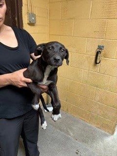 Photo of Jive, adoptable Labrador Retriever in Stockton, California