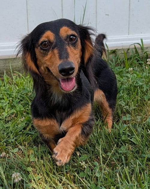 Photo of Jolene in NC, adoptable Dachshund in Shelbyville, Tennessee