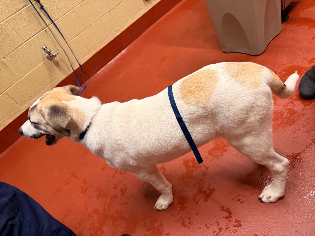 Photo of Chip, adoptable Mixed Breed in Douglasville, Georgia