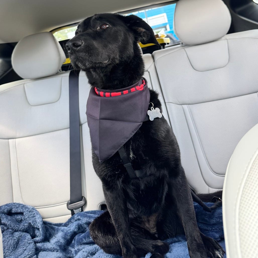 Photo of Pria - Home to Home, adoptable Retriever, Black Labrador / Shepherd, German in South Elgin, Illinois