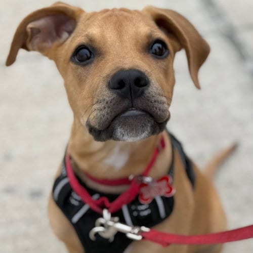 Photo of Flapjack, adoptable Terrier in Canton, Connecticut