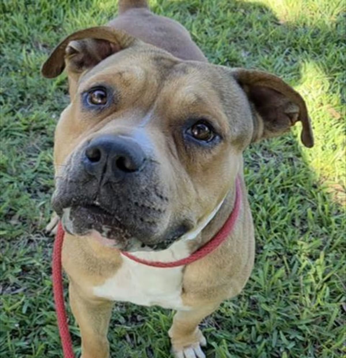 Photo of Rusty, adoptable American Staffordshire Terrier in Fort Lauderdale, Florida