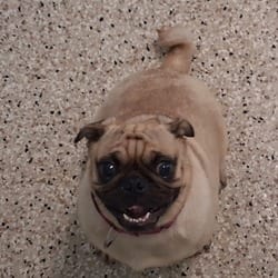 Photo of Delamar, adoptable Pug in Loxahatchee, Florida