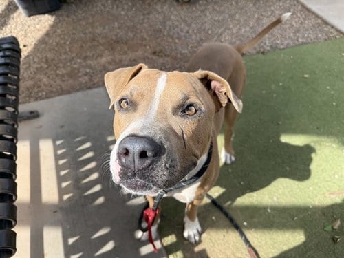 Photo of Cadbury, adoptable American Pit Bull Terrier in Phoenix, Arizona