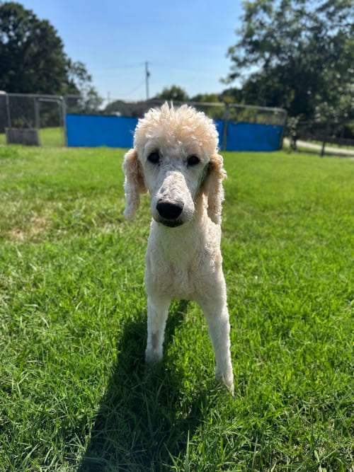 Photo of Blake Jul 26, adoptable Poodle (Standard) in Pacolet, South Carolina
