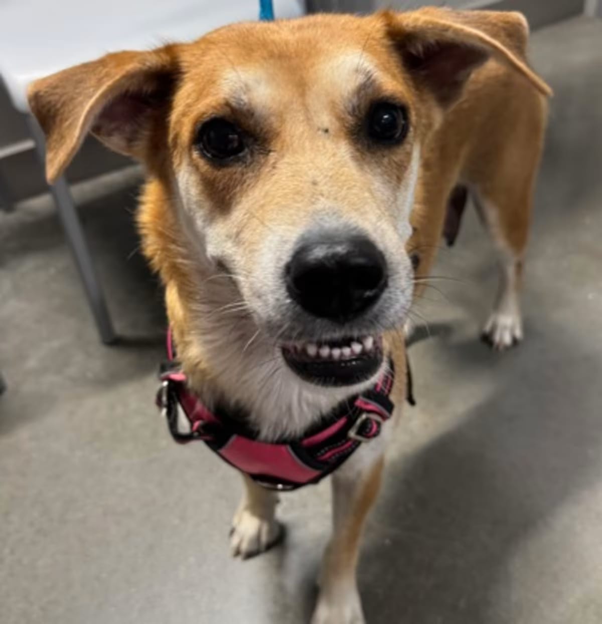 Photo of Kate, adoptable Golden Retriever in San Antonio, Texas