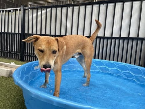 Photo of Babe Woof, adoptable Labrador Retriever in Waco, Texas
