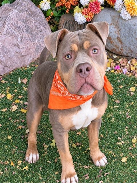Photo of Brandon, adoptable Bulldog in Oklahoma City, Oklahoma