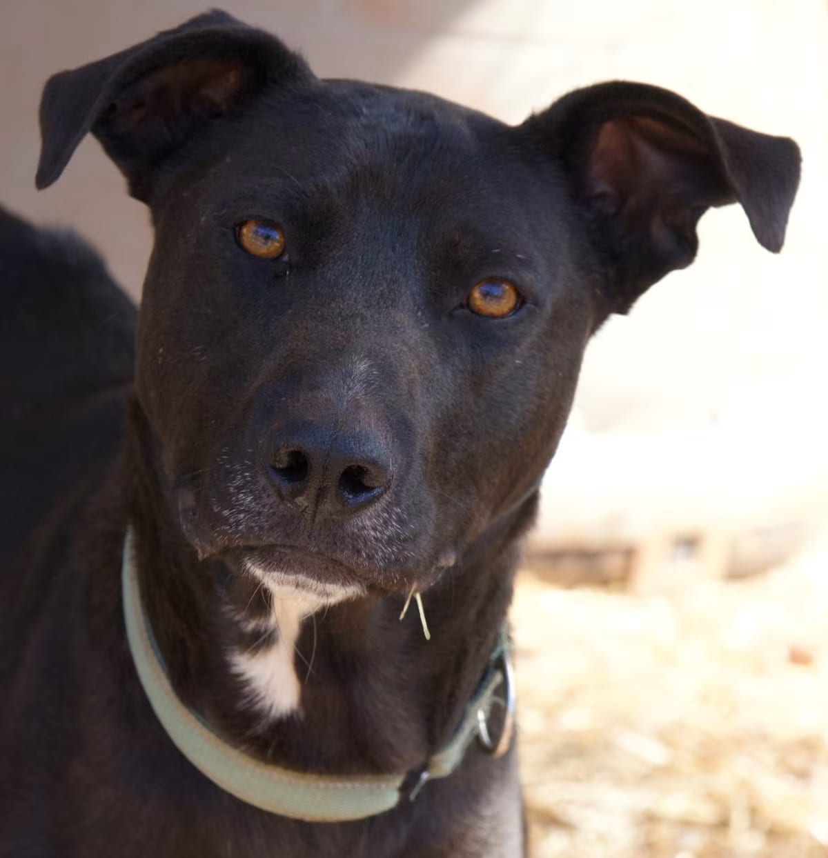 Photo of Aubie, adoptable Labrador Retriever/Mixed Breed (Medium) in Delta, Alabama