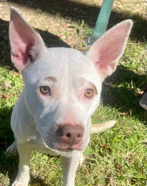 Photo of Asia, adoptable American Pit Bull Terrier in Poplar Bluff, Missouri
