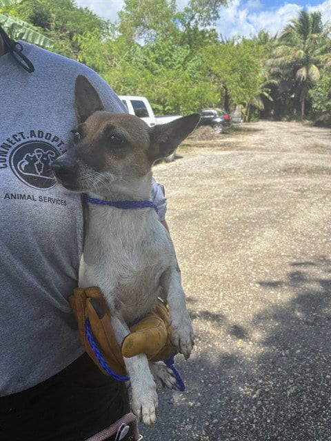 Photo of Lily, adoptable Rat Terrier in Miami, Florida