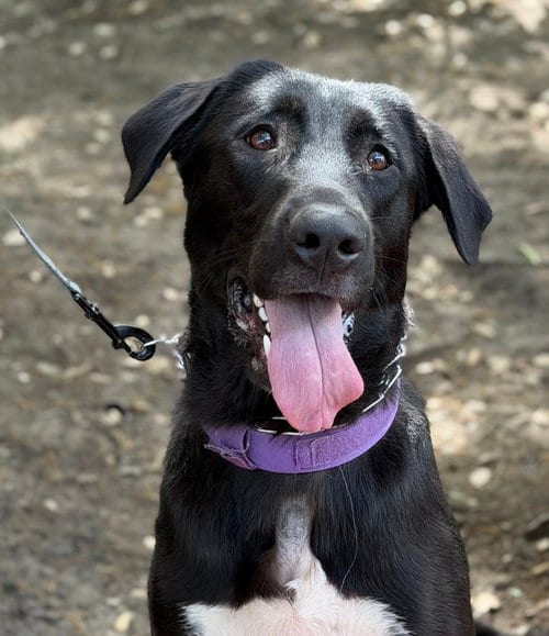 Photo of Money, adoptable German Shepherd Dog in Cupertino, California