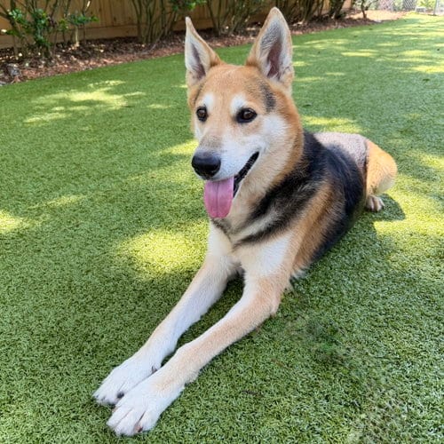 Photo of Max, adoptable German Shepherd Dog in Hilton Head, South Carolina