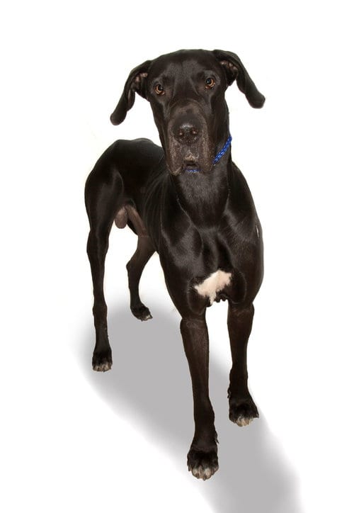 Photo of King, adoptable Great Dane in Oakland Park, Florida