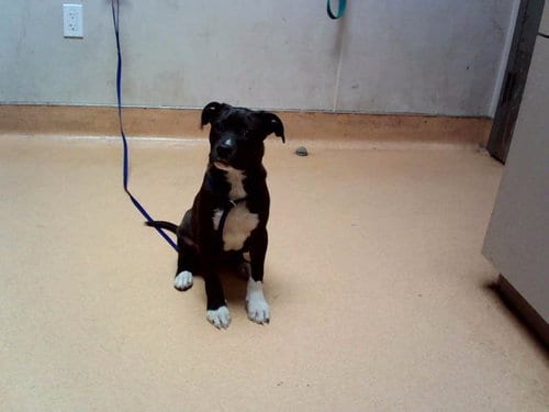 Photo of Kuromi, adoptable Pit Bull Terrier in Martinez, California