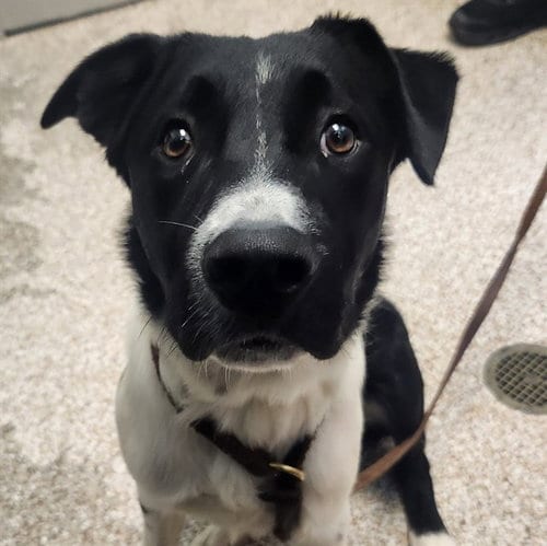 Photo of Oscar, adoptable Border Collie in Pueblo, Colorado