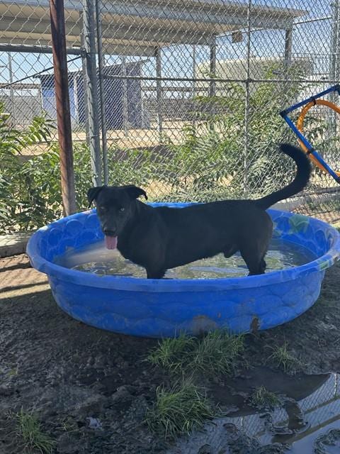Photo of Duncan, adoptable Labrador Retriever in Bakersfield, California