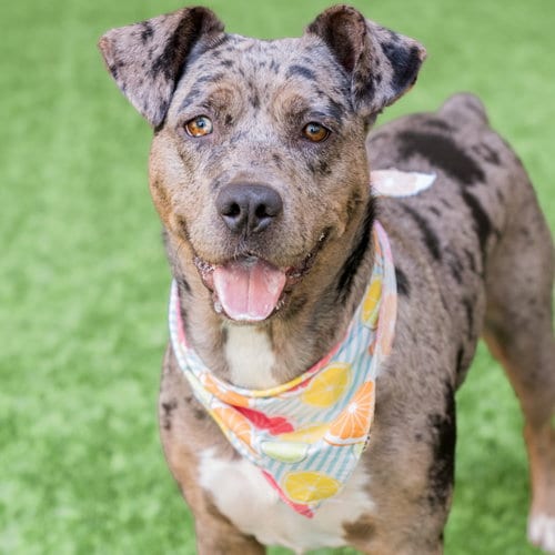 Photo of Luna, adoptable Catahoula Leopard Dog in Burlingame, California