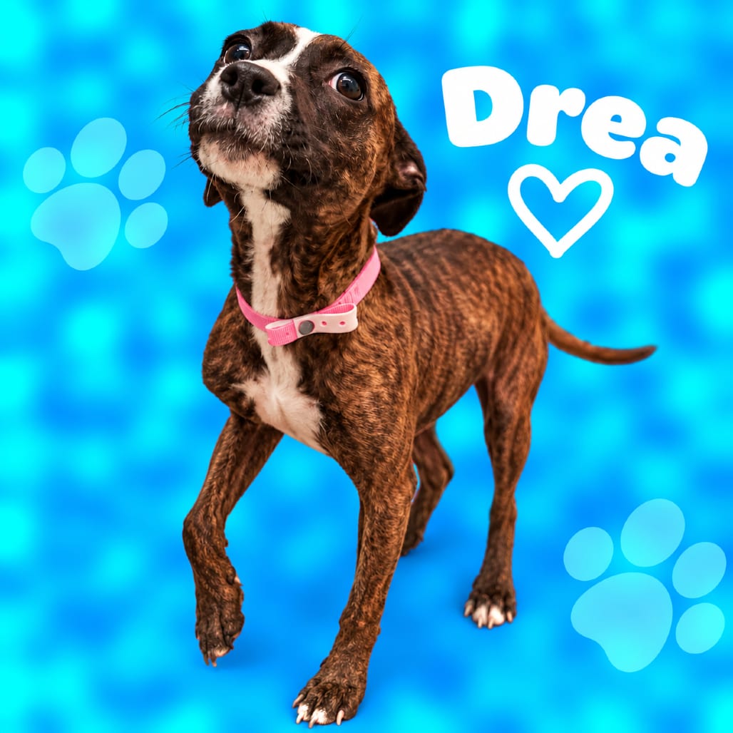 Photo of Drea, adoptable dog