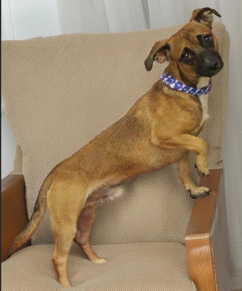 Photo of Houston in TX, adoptable Chihuahua in Cranston, Rhode Island
