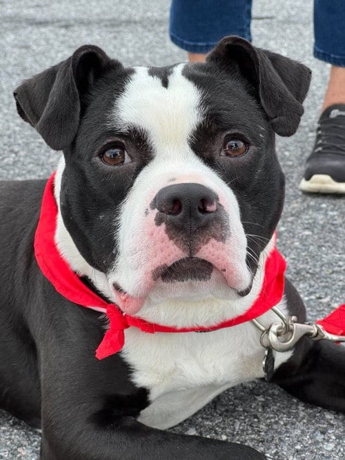 Photo of Midnight, adoptable Pit Bull Terrier in Rockville, Maryland