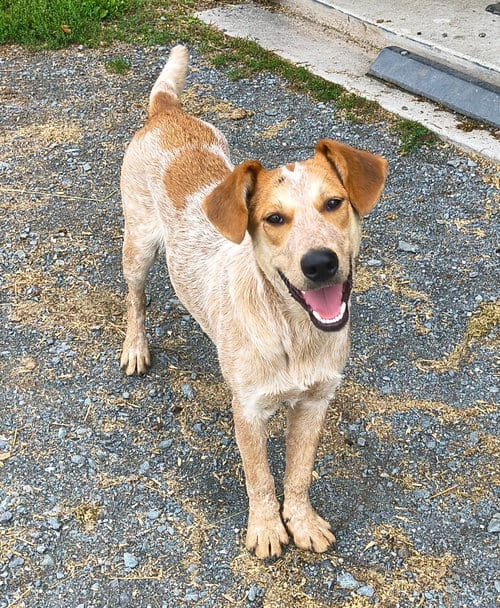 Photo of Cooper, adoptable Australian Cattle Dog/Blue Heeler in Garden City, New York