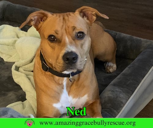 Photo of Ned, adoptable American Pit Bull Terrier in Milton, Florida