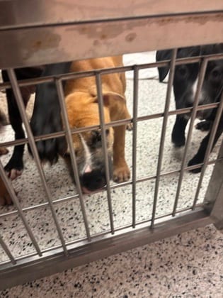 Photo of Fred, adoptable dog in Atlanta, Georgia