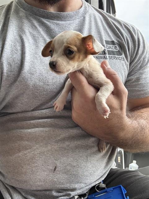 Photo of Cindy, adoptable Chihuahua in Miami, Florida
