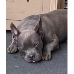 Photo of Stitch, adoptable American Bulldog in Irmo, South Carolina