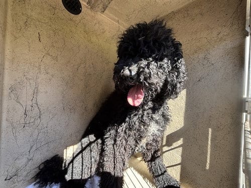 Photo of A481907, adoptable Poodle (Standard) in Oklahoma City, Oklahoma