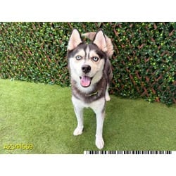Photo of Chloe, adoptable Mixed Breed (Medium) in West Palm Beach, Florida