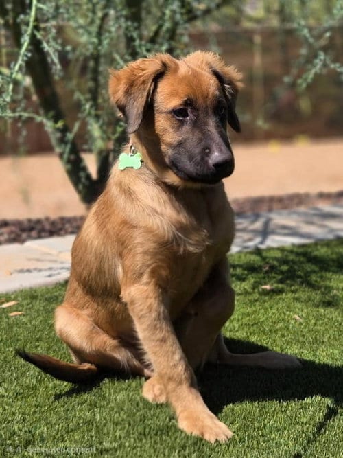 Photo of Yogi, adoptable Black Mouth Cur in Cave Creek, Arizona