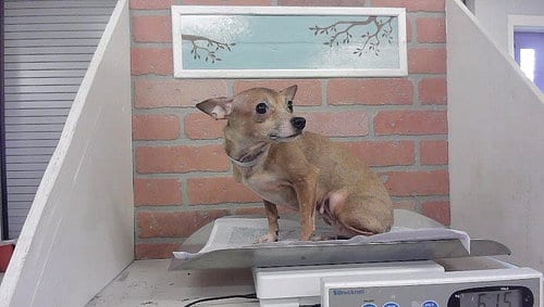 Photo of A2099917, adoptable Chihuahua in Houston, Texas